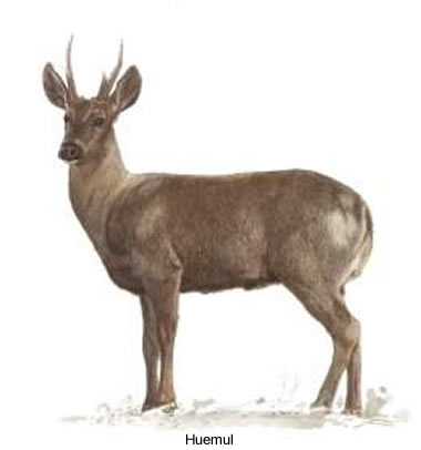 huemul