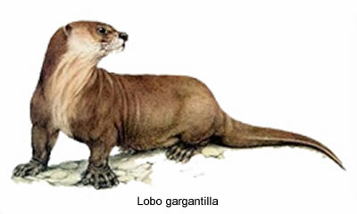 lobo gargantilla