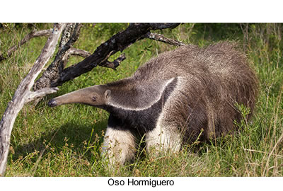 Oso hormiguero