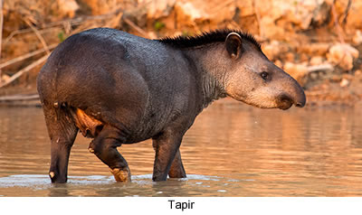 tapir