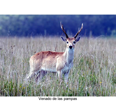 venado de las Pampas