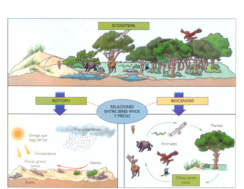 sistema ecosistema