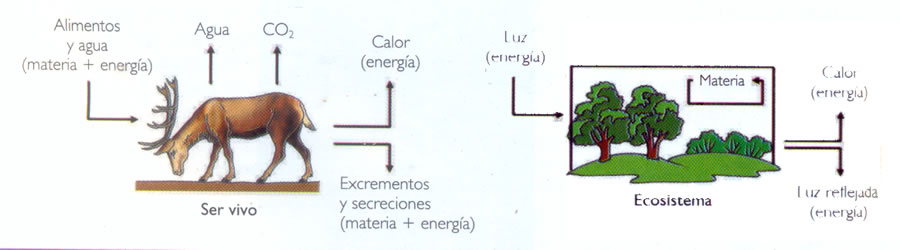  En los organismos, la materia y la energía circulan por circuitos abiertos, mientras que en los ecosistemas, la materia se recicla.