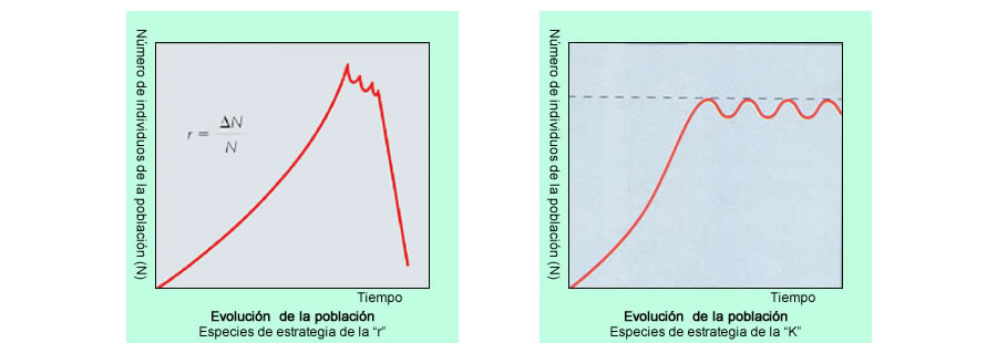 Estrategias de supervivencia