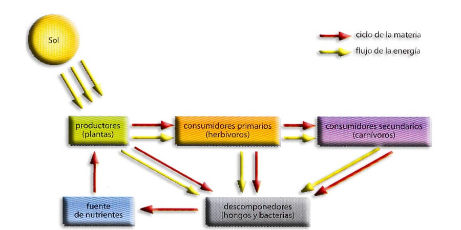 flujo de energia ne los ecosistemas