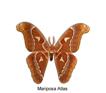 mariposa atlas