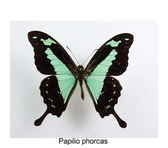 Papilio phorcas