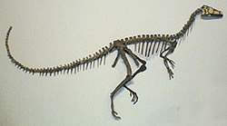 Eoraptor Lunensis