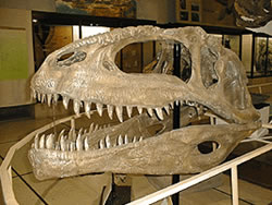 Mandíbula de un Giganotosaurus Carolini en el Museo Argentino de Ciencias Naturales