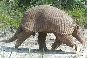  ARMADILLO GIGANTE (Priodontes maximus)