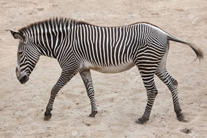 CEBRA DE GREVY (Equus grevyi)