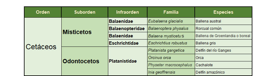 clasificacion de los cetaceos