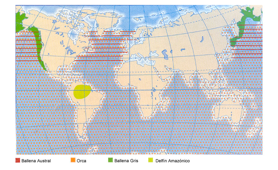 Distribución de algunos cetaceos en el planeta 