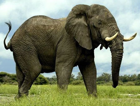 ELEFANTE AFRICANO (Loxodonta africana)