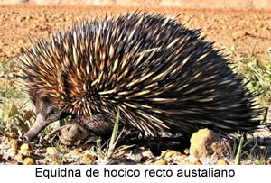 EQUIDNA DE HOCICO RECTO AUSTRALIANO