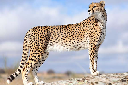 Guepardo (Acinonyx jubatus)