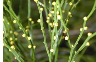 HELECHO ESCOBILLA (Psilotum nudum)