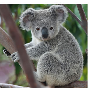 KOALA (Phascolarctos cinereus)