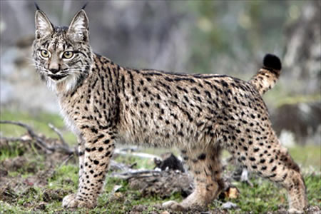 Lince (Lynx pardina)