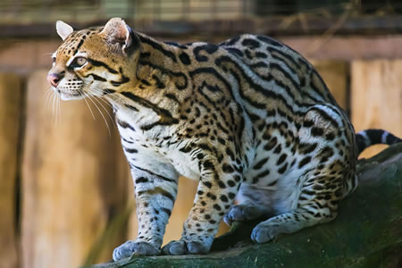 Ocelote (Leopardus pardalis)