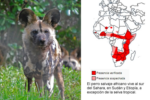 PERRO SALVAJE AFRICANO (Lycaon pictus)