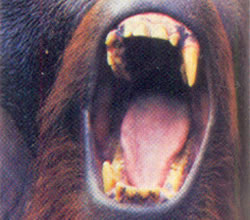  dentadura de primates