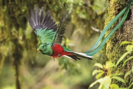 QUETZAL (Pharomachrus mocinno)