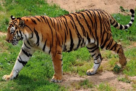 Tigre (Panthera tigris)