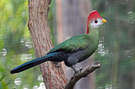 TURACO DE CRESTA ROJA (Tauraco erythrolophus)