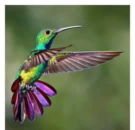 el colibri