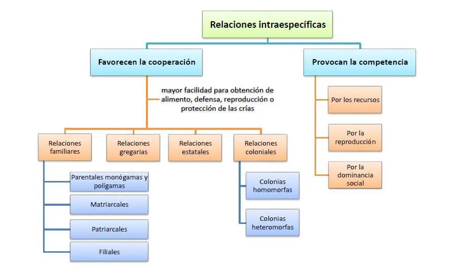 Tipos de relaciones intraespecíficas