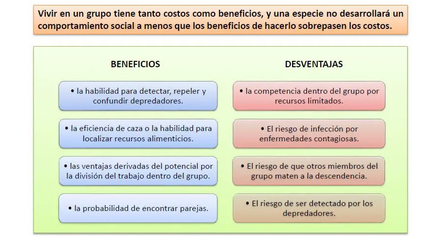 Ventajas Relacion Intraespecifica