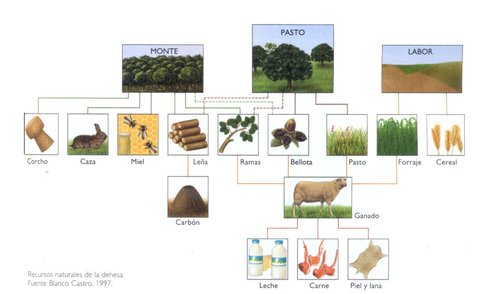 RECURSOS NATURALES DE LA DEHESA