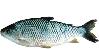 La boga (Megaleporinus obtusidens)