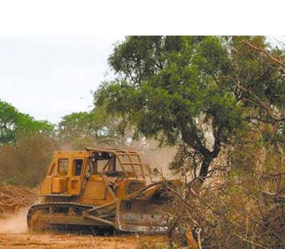 Deforestación de la región chaqueña