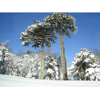 Araucaria o Pehuén