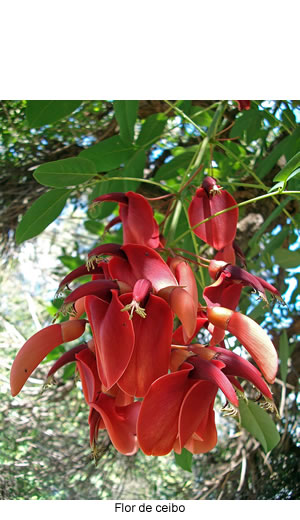 Flor de ceibo