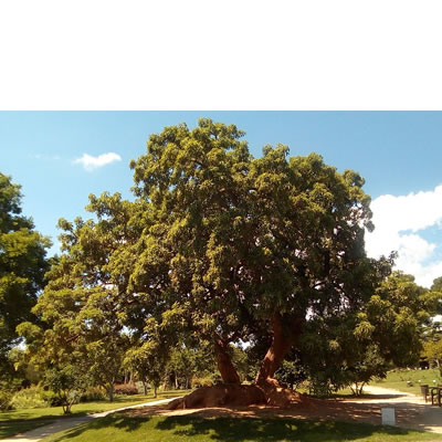 El ombú o bellasombra (Phytolacca dioica)