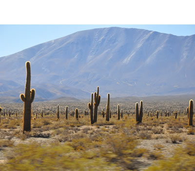 Parque nacional Los Cardones