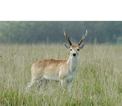 Venado de las Pampas