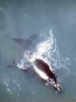 Ballenas en Península de Valdés