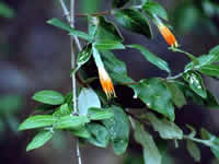 Area Natural Sierras de Guasayán 