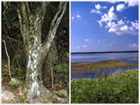 Area Natural Sierras de Guasayán 