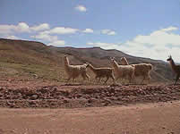 Parque Nacional Los Cardones 