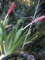 Parque Nacional Los Alisos