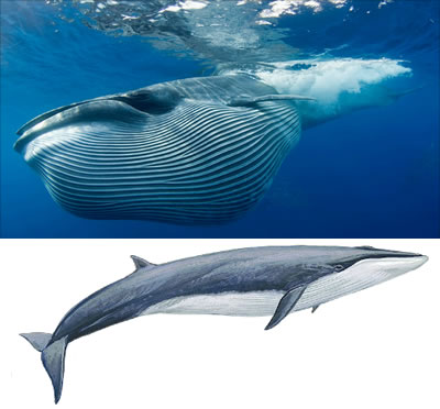 Ballena Sei (Balaenoptera borealis).