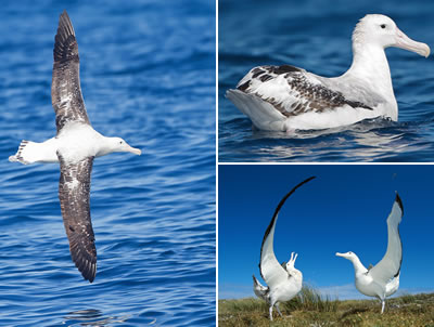 Albatros errante (Diomedea exulans)