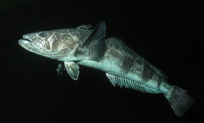 Bacalao antártico (Dissostichus mawsoni)