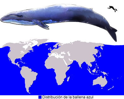 Ballena azul (Balaenoptera musculus)