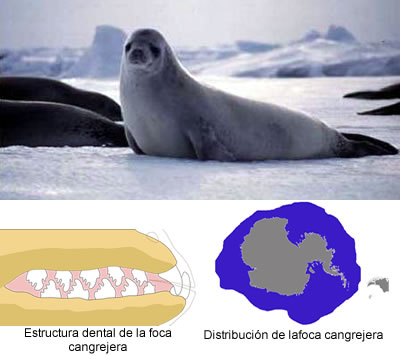 Foca Cangrejera (Lobodon carcinophagus)